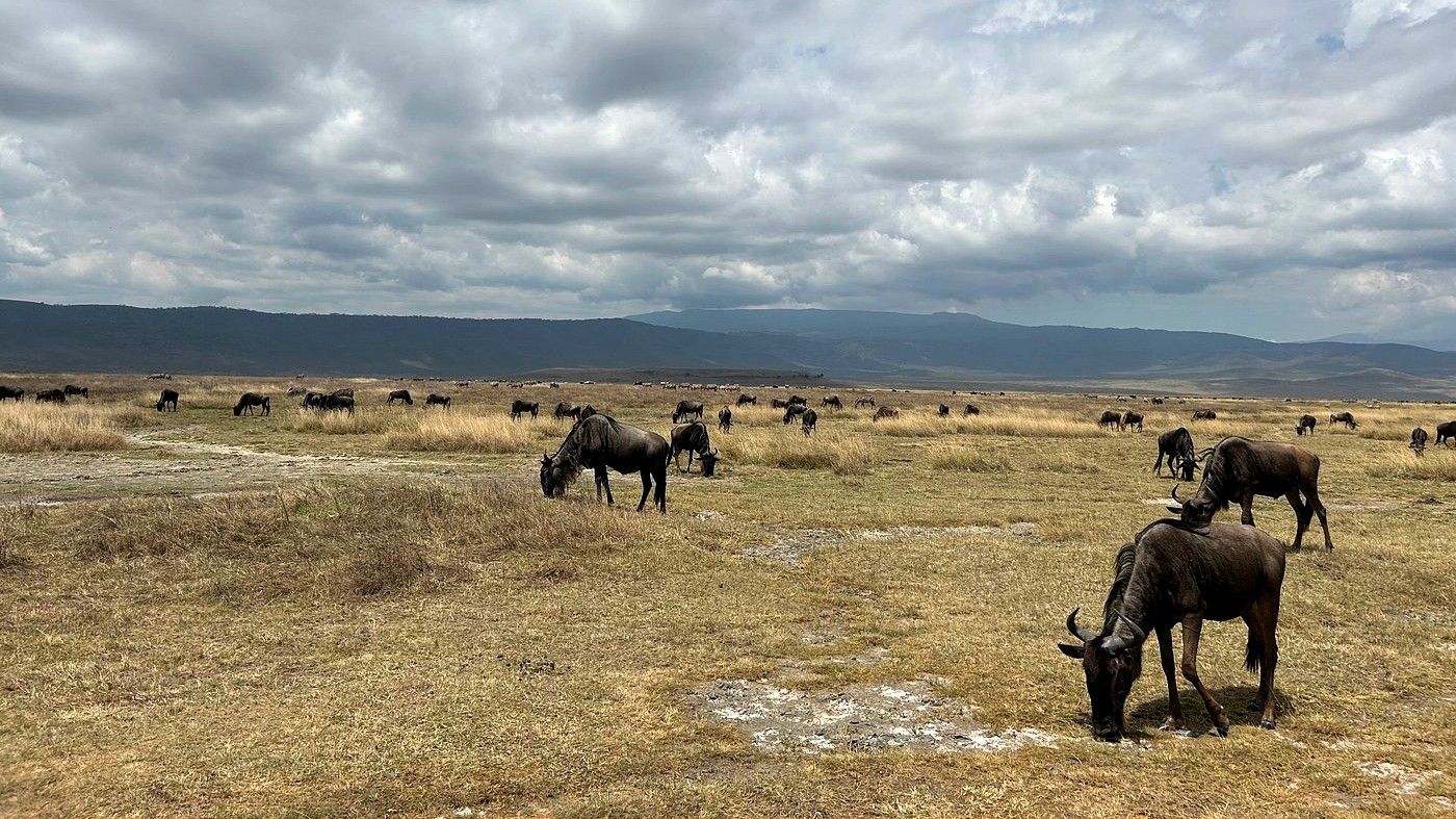 Ngorongoro Crater Safari