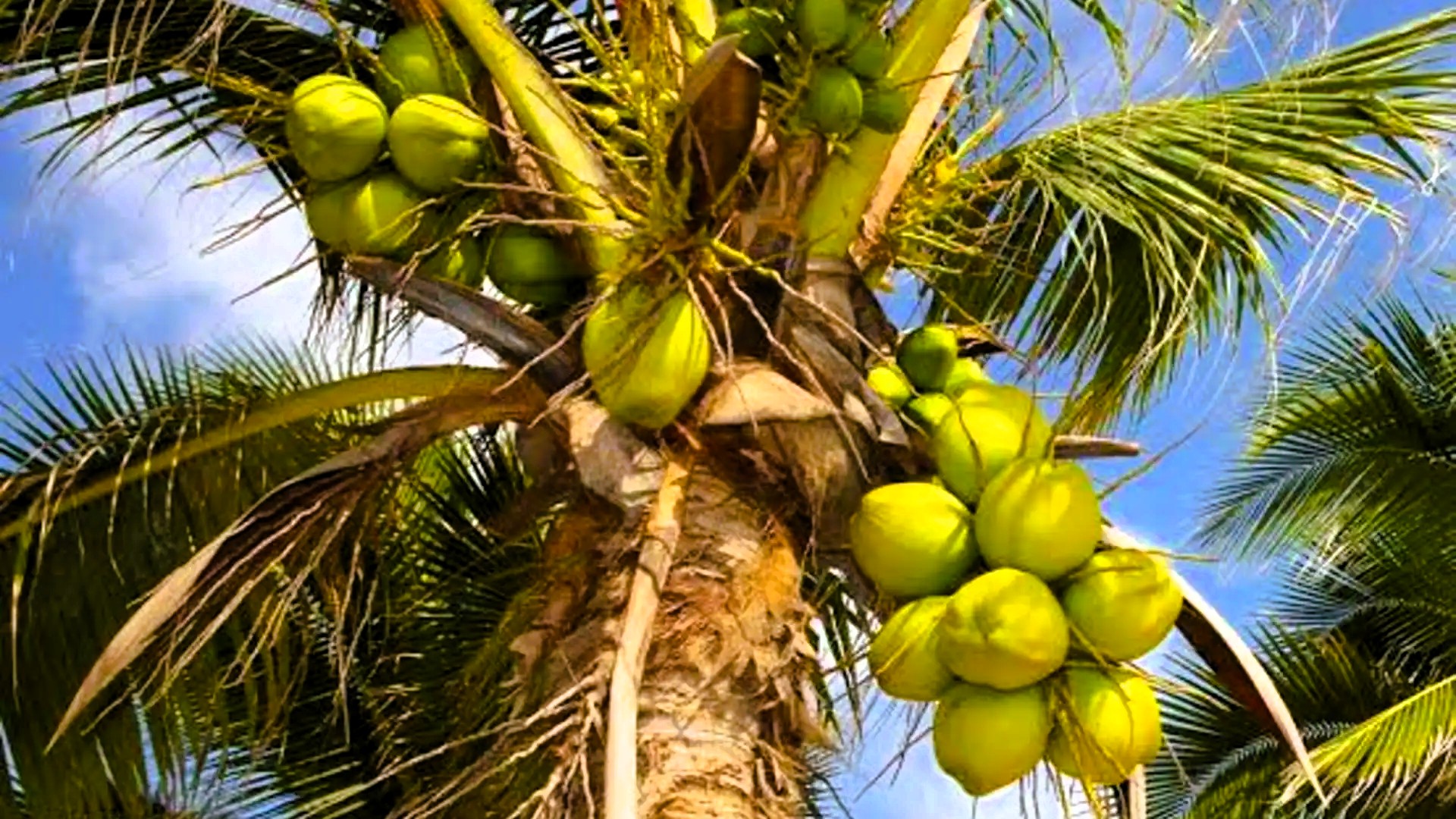 Spice Plantation
