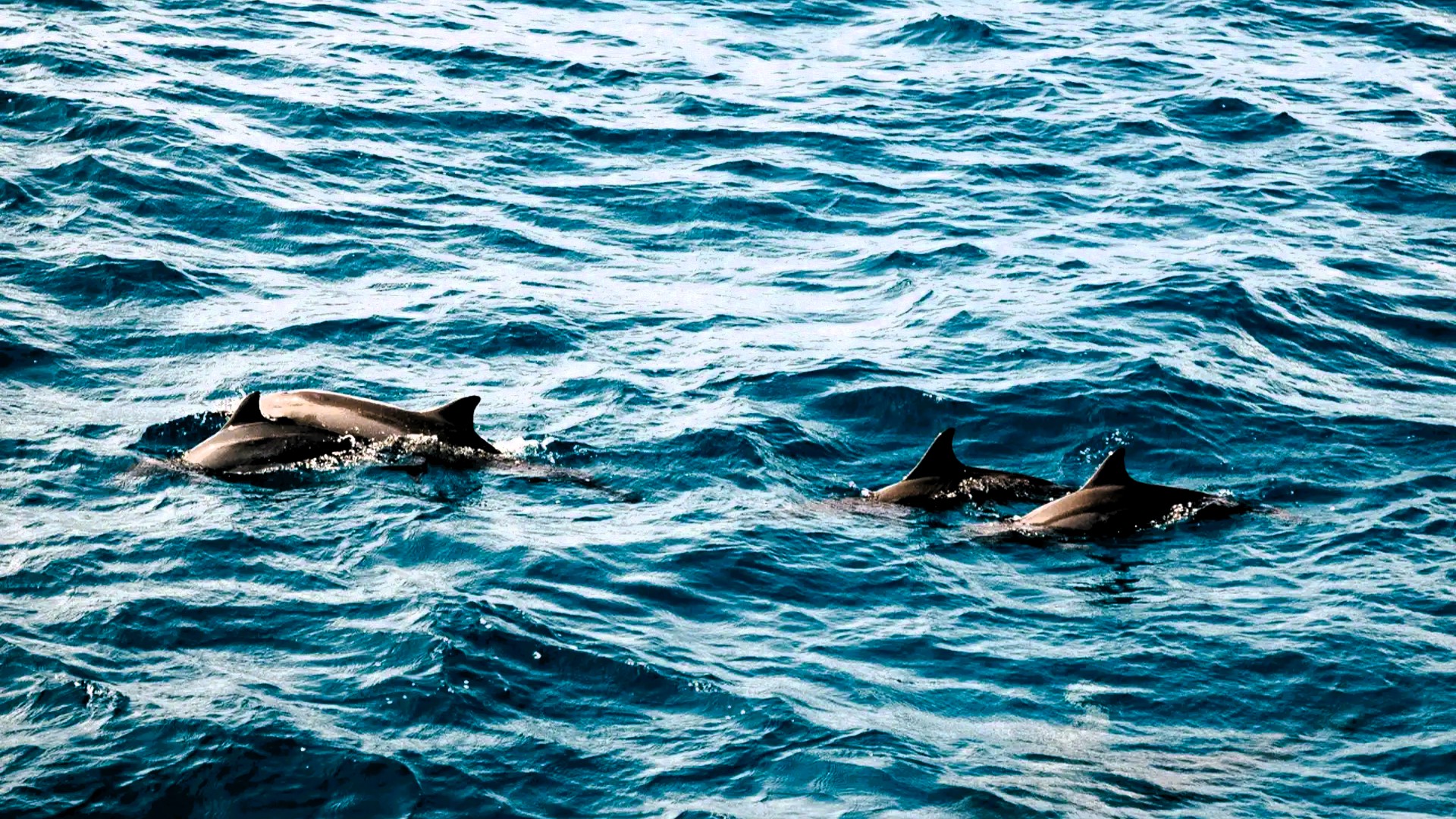 Zanzibar Ocean Adventure